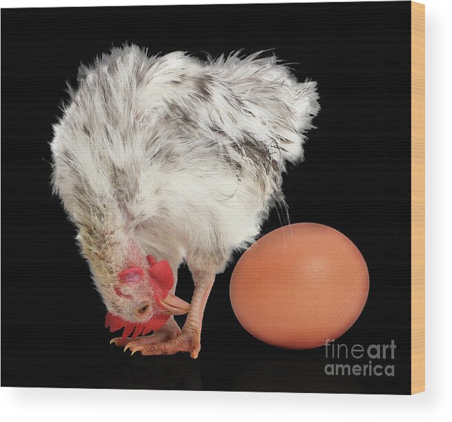 Serama Chicken Wood Print featuring the photograph Eggstraordinary too by Warren Photographic