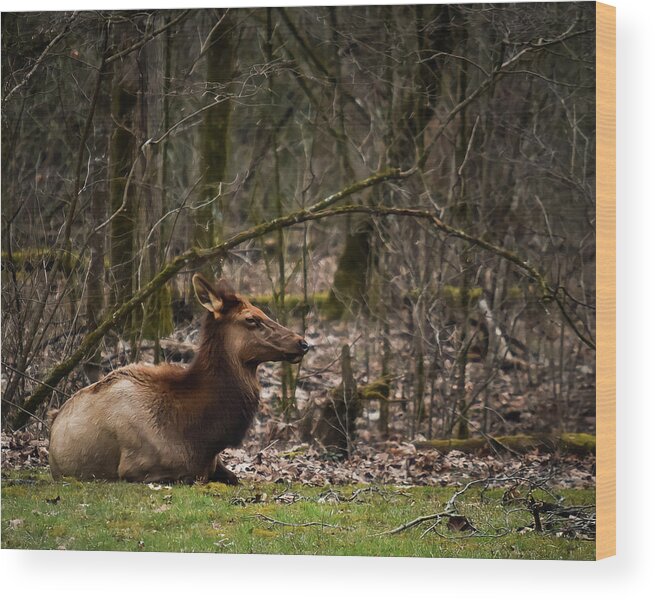 Wildlife Wood Print featuring the photograph Elk Relaxing by Rick Nelson