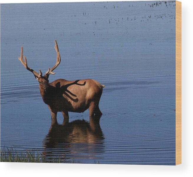 Elk Wood Print featuring the photograph Elk by Yvonne M Smith