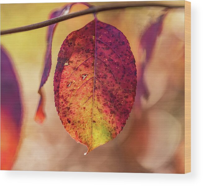 Autumn Wood Print featuring the photograph Fall Foliage Close Up by Amelia Pearn