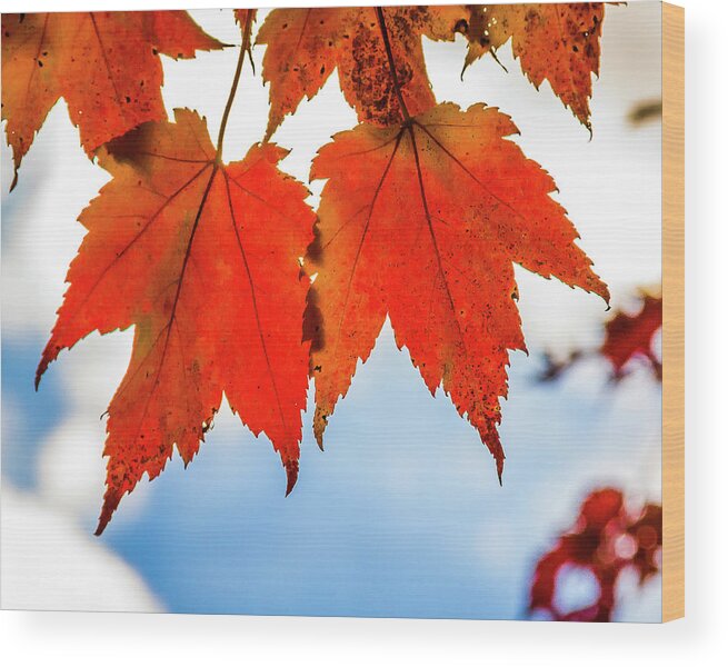 West Virginia Wood Print featuring the photograph Fall leaves by Robert Miller