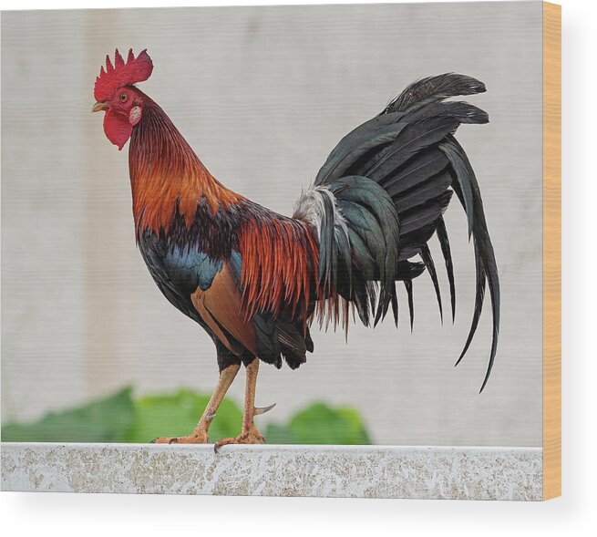 Feral Wood Print featuring the photograph Feral Rooster by Rick Mosher
