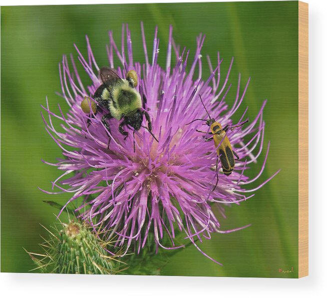 Nature Wood Print featuring the photograph Field Thistle DFF0017 by Gerry Gantt