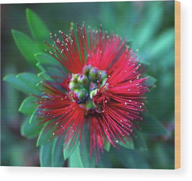 Red Wood Print featuring the photograph Fireworks In Red by Tania Read