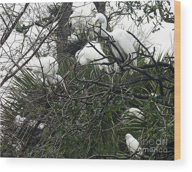 Birds Wood Print featuring the photograph fl341 Crowded Roost by Lizi Beard-Ward