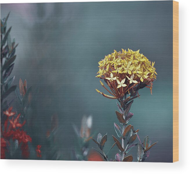 Ixora Coccinea Is A Species Of Flowering Plant In The Family Rubiaceae Wood Print featuring the photograph Flame of the Woods 2 by Gian Smith