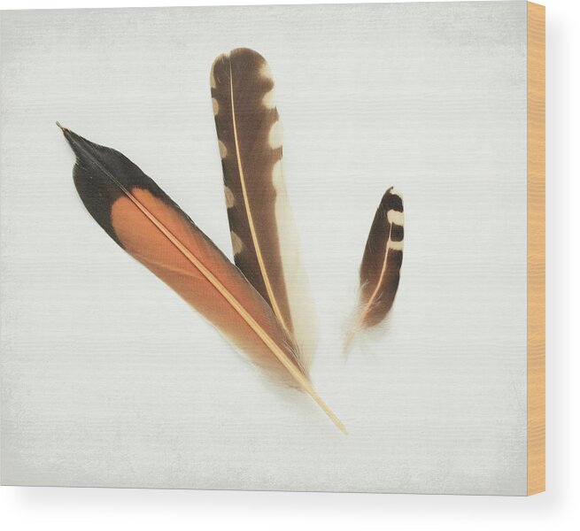 Flicker Feathers Wood Print featuring the photograph Flicker Family by Lupen Grainne