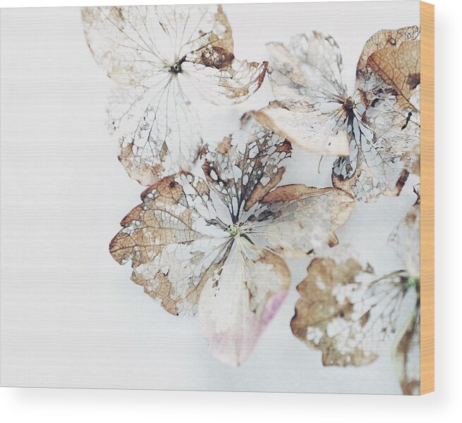 Hydrangea Flowers Wood Print featuring the photograph Flower Lace by Lupen Grainne