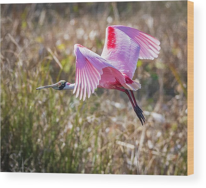 Celery Field Wood Print featuring the photograph Flying Roseate Spoonbill by Joe Myeress