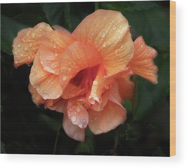 Flower Wood Print featuring the photograph Frills by M Kathleen Warren