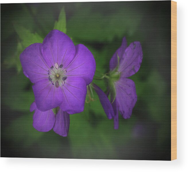 Trail Wood Print featuring the photograph Geranium along a Trail in the Smokies by James C Richardson