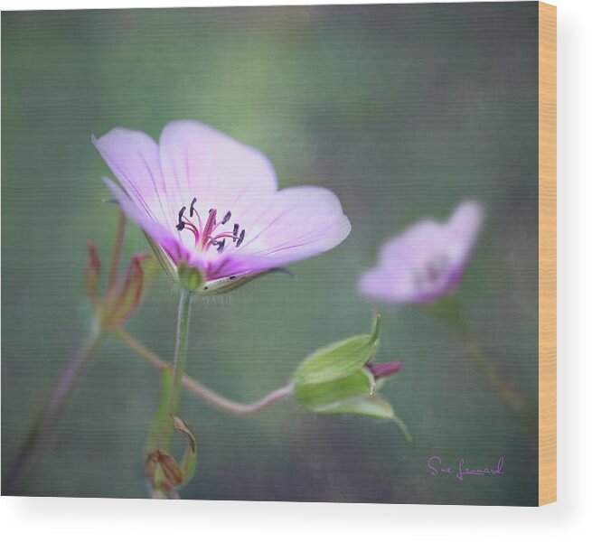 Abstract Wood Print featuring the photograph Geranium with textured background by Sue Leonard