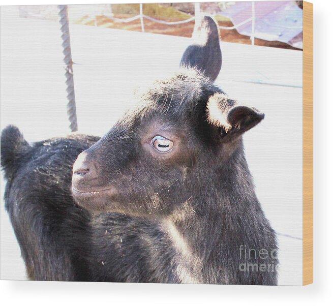 Baby Goats Wood Print featuring the photograph Gladys by Doug Miller