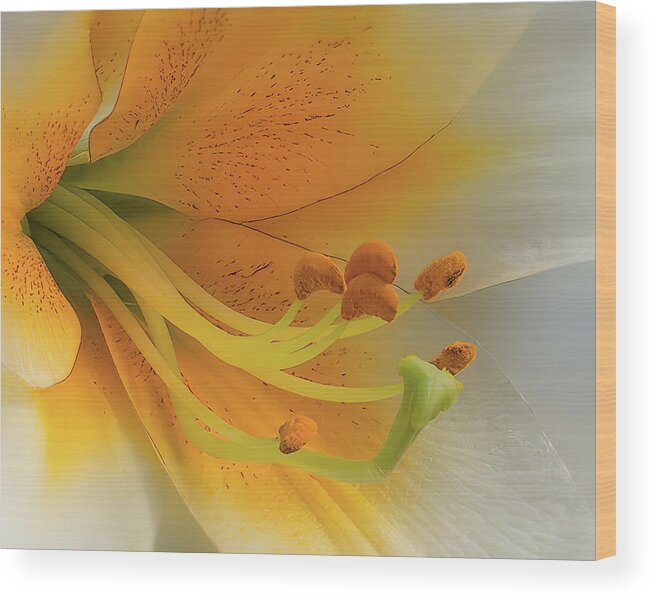 Daylily Wood Print featuring the photograph Gold Daylily Close-up by Patti Deters