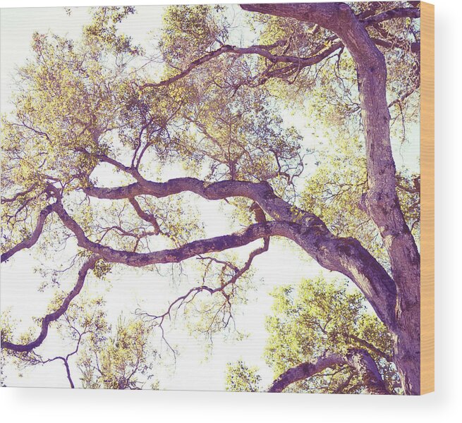 Oak Tree Wood Print featuring the photograph Golden Boughs by Lupen Grainne