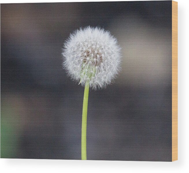 Flower Wood Print featuring the photograph Gone to seed by David Beechum