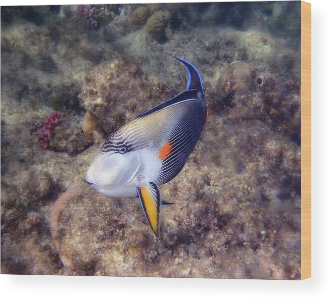 Underwater Wood Print featuring the photograph Gorgeous Red Sea Sohal Surgeonfish by Johanna Hurmerinta