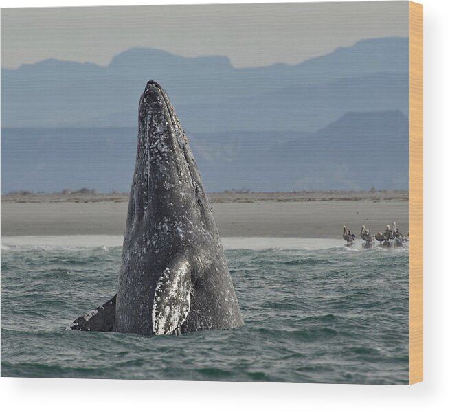 Animal Themes Wood Print featuring the photograph Gray whale breach by Myer Bornstein - Photo Bee 1