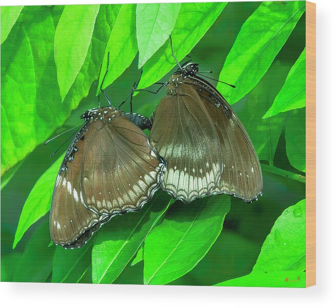 Nature Wood Print featuring the photograph Great Eggfly Butterflies DTHN0331 by Gerry Gantt