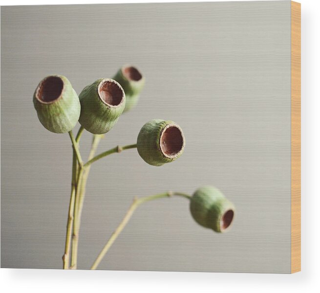 Eucalyptus Wood Print featuring the photograph Green on Gray by Lupen Grainne