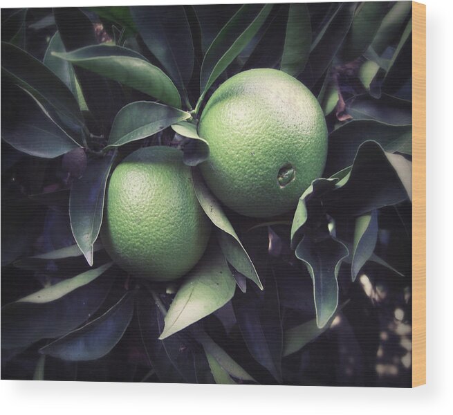 Oranges Wood Print featuring the photograph Green Oranges by Lupen Grainne