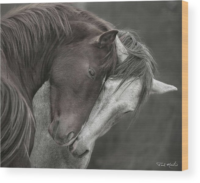 Stallion Wood Print featuring the photograph Greetings. by Paul Martin