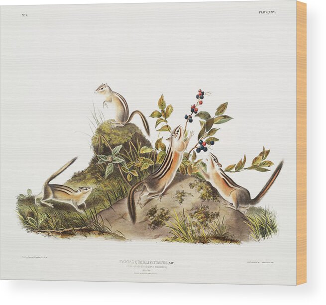America Wood Print featuring the mixed media Ground Squirrel. John Woodhouse Audubon by World Art Collective