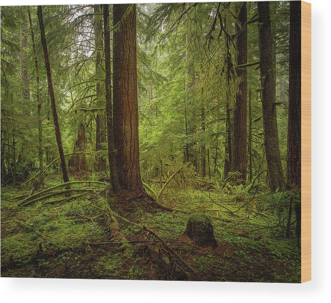 Moss Carpet Acrylic Print by Bill Posner - Fine Art America