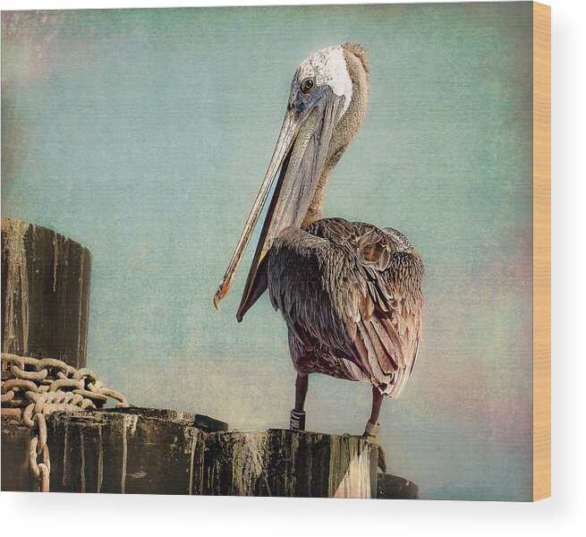 Pelican Wood Print featuring the photograph Gulf Coast Pelican by Cheri Freeman