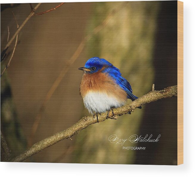 Eastern Bluebird Wood Print featuring the photograph Happiness by Mary Walchuck