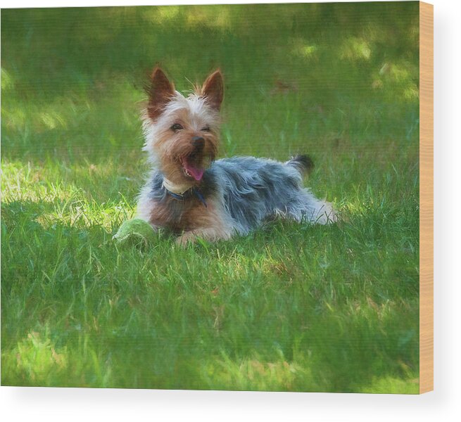 Dog Wood Print featuring the photograph Happy Dog by Cathy Kovarik