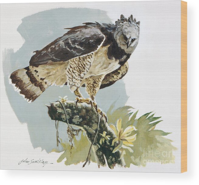 John Swatsley Wood Print featuring the painting Harpy Eagle II by John Swatsley