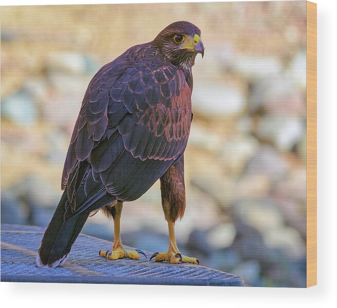 Animal Wood Print featuring the photograph Harris's Hawk 24910 by Mark Myhaver