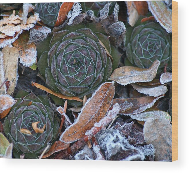 Sempervivum Wood Print featuring the photograph Hens and chicks and frost. by Rob Huntley