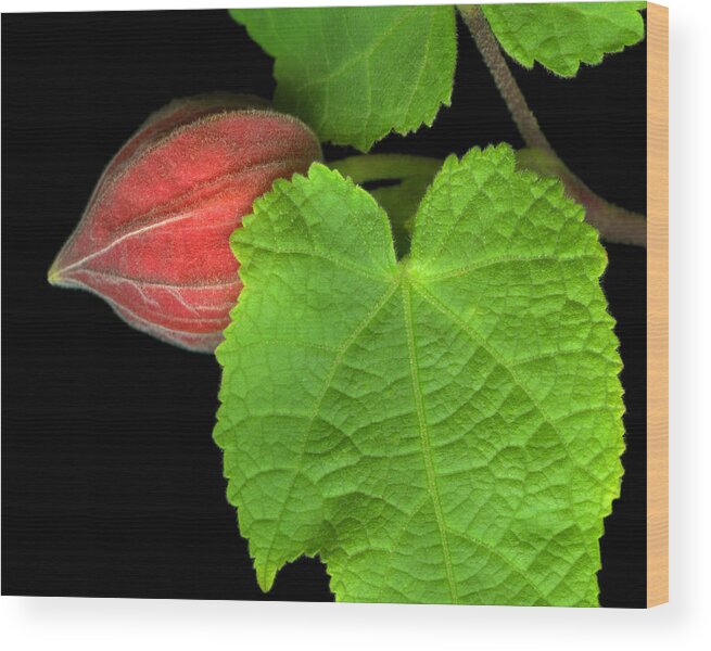 Abutilon Wood Print featuring the photograph Hidden Fuzz by Marsha Tudor