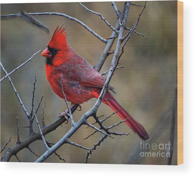 Cardinal Wood Print featuring the photograph Hill Country Cardinal by Ron Long Ltd Photography