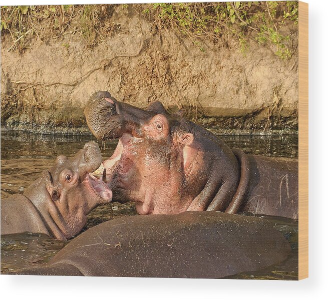Africa Wood Print featuring the photograph Hippo Mother and Calf by Mitchell R Grosky
