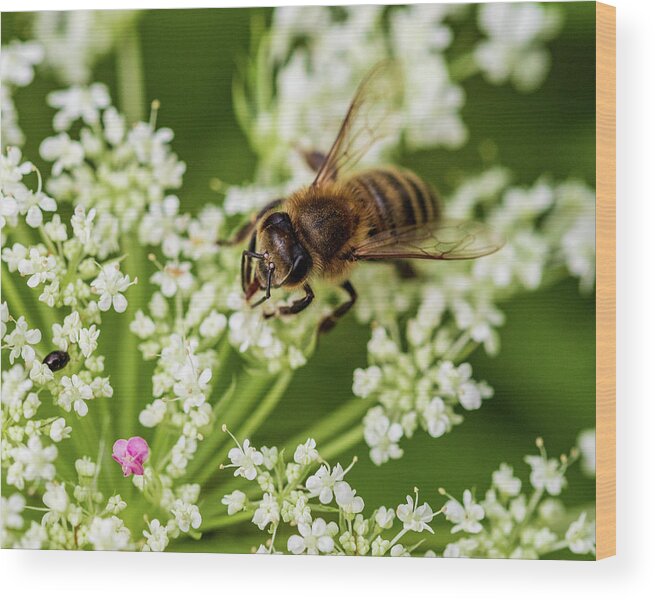 Animals Wood Print featuring the photograph Honey Bee and White Flowers by Amelia Pearn
