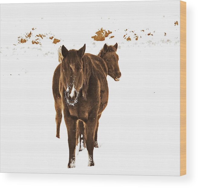 In Focus Wood Print featuring the digital art Horses Survive The Winter by Fred Loring