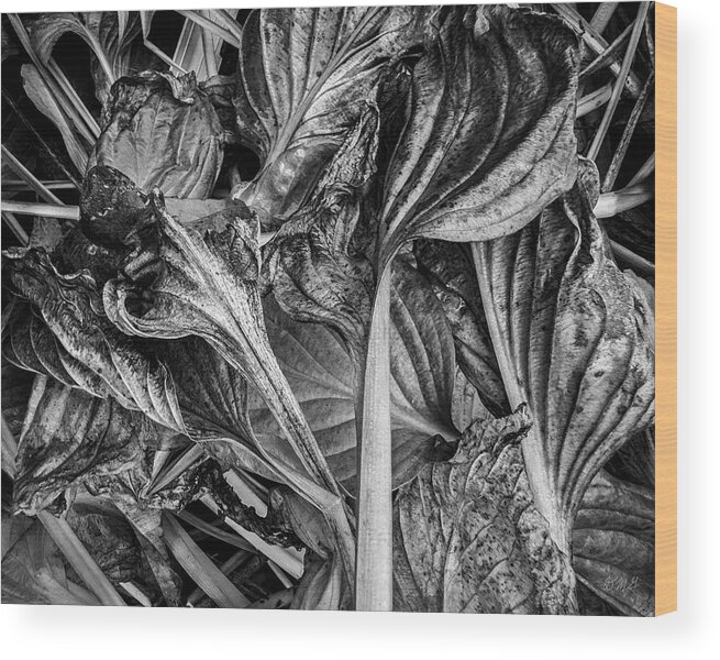 Black And White Wood Print featuring the photograph Hosta VI BW by David Gordon