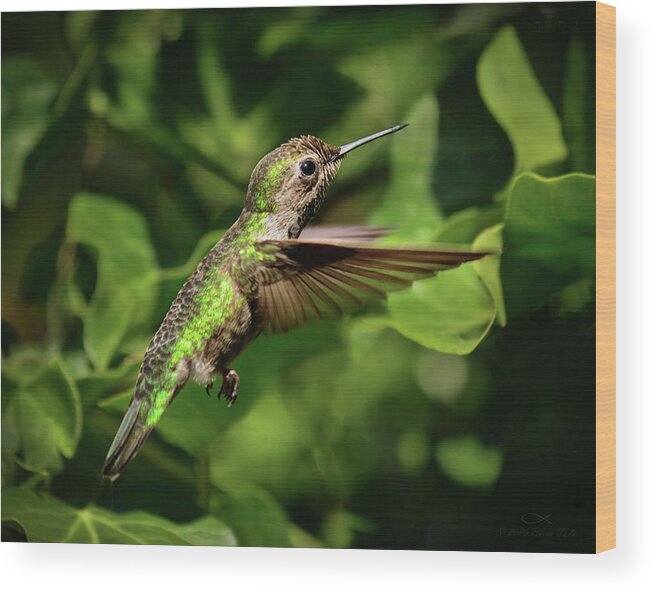 Wildlife Wood Print featuring the photograph Hummer Bug Hunter by Brian Tada