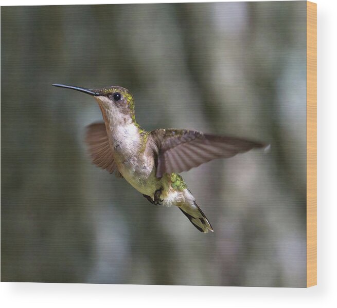 Hummingbird Wood Print featuring the photograph Hummingbird 1 by Flinn Hackett