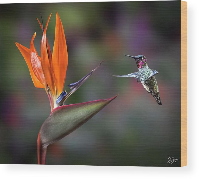 Hummingbird Wood Print featuring the photograph Hummingbird and Bird Of Paradise by Endre Balogh