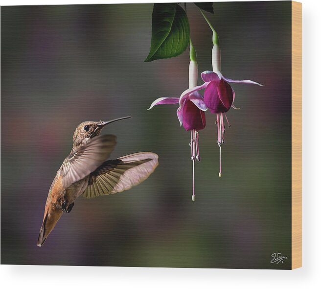 Hummingbird Wood Print featuring the photograph Hummingbird and Fuchsias 2 by Endre Balogh