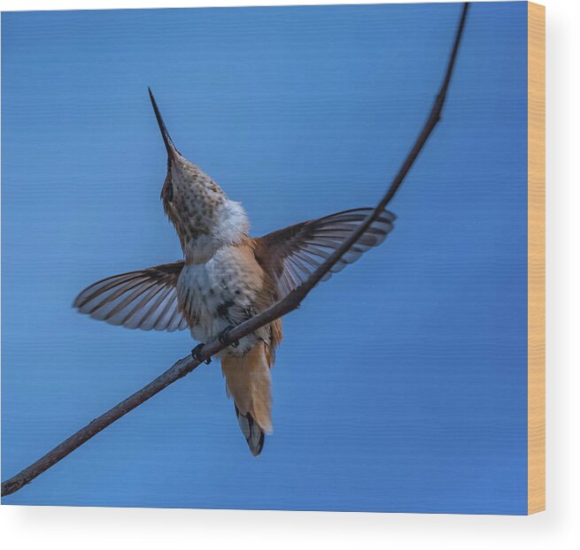 Hummingbird Wood Print featuring the photograph Hummingbird series 3 by Bruce Pritchett