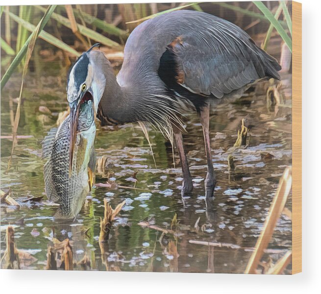 Great Blue Heron Wood Print featuring the photograph Hungry Heron by Jaki Miller