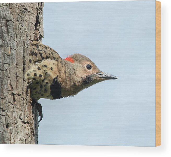 I Believe I Can Fly Wood Print featuring the photograph I Believe I Can Fly by CR Courson