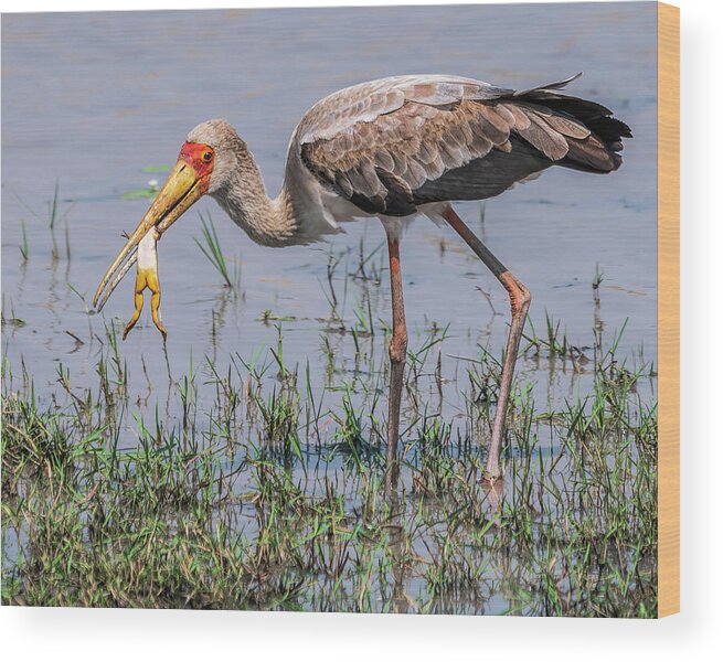 Africa Wood Print featuring the photograph Immature Yellow-billed Stork in Zimbabwe by Betty Eich