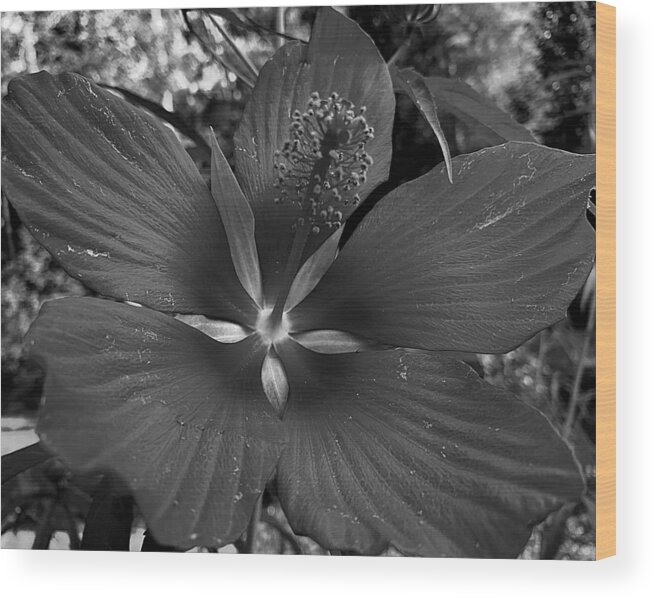 Flower Wood Print featuring the photograph Imperfectly Perfect Macro BW by Lee Darnell