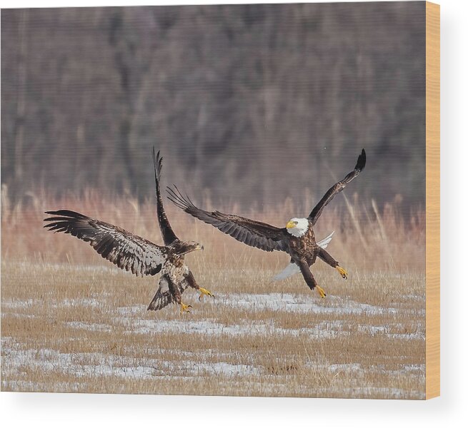 Eagle Wood Print featuring the photograph In Hot Pursuit by Rod Best